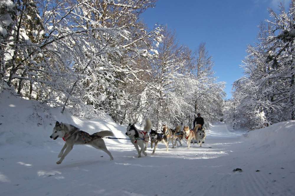 Balade en chiens de traîneaux , dans la forêt du Braca , à 2km de la Pierre Saint-Martin , le 25 Janvier 2017.  20170126_photo_Copie de DAVE4570_2
